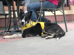 37048512_960116077493789_3590377614738456576_o