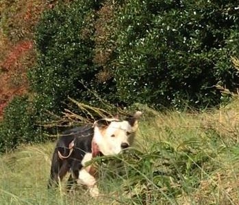 36957938_507495196372223_6382864779643453440_n